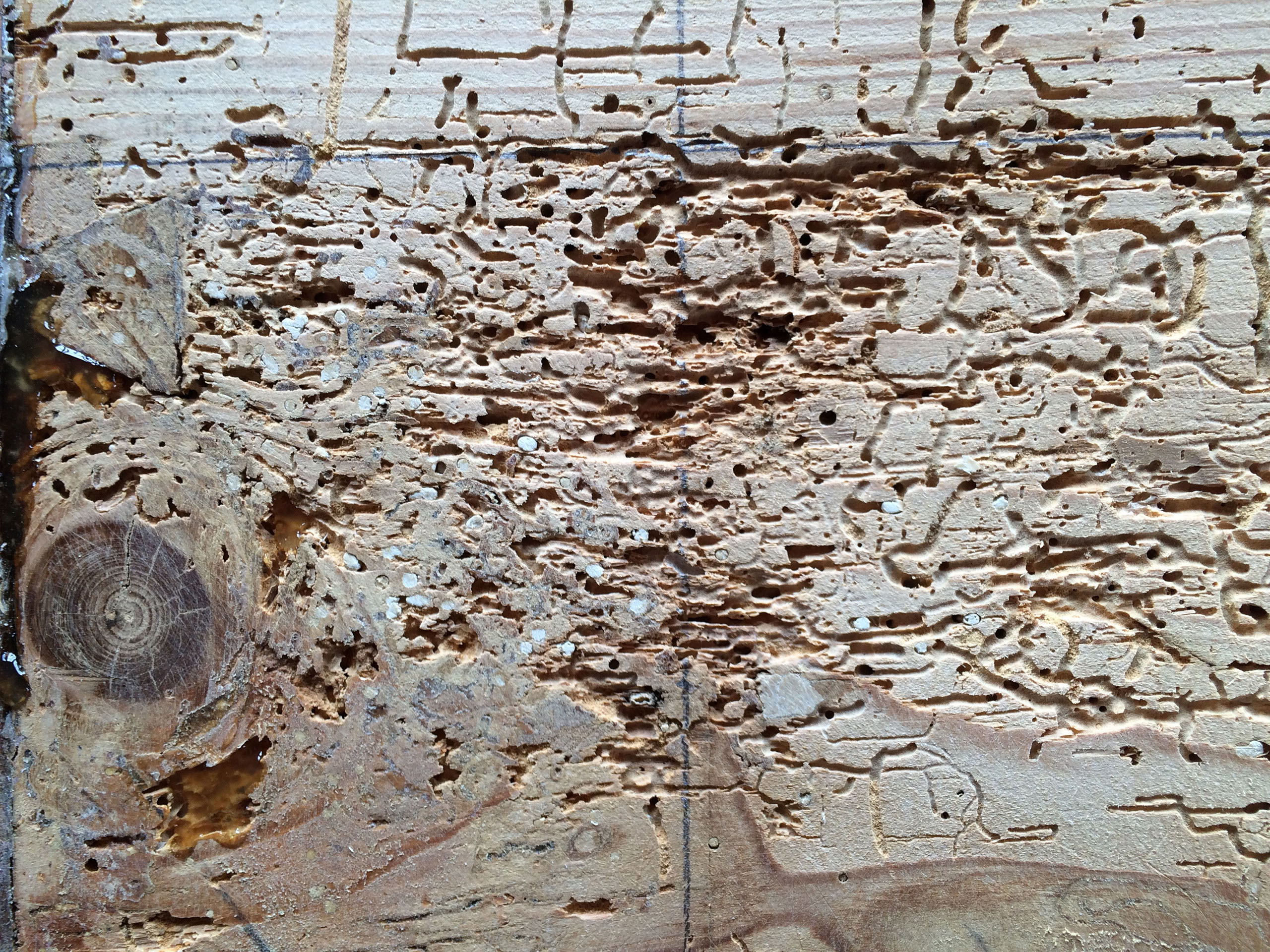 Antiquitäten, Restaurationen, Historisches Mobiliar, Antik, Werkstatt, historisch, Möbel, Schränke